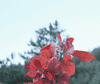 color_17.jpg, 135kb
